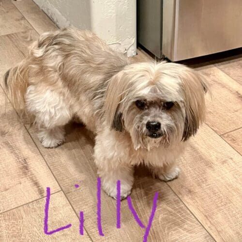 Senior dog named Lilly receiving in-home pet sitting care in Peoria Arizona
