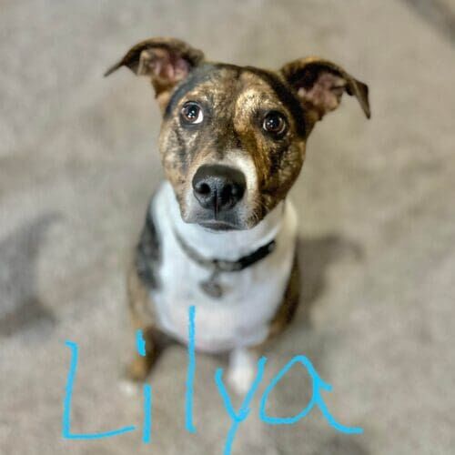 Dog named Lincoln participating in leash reactivity training in Scottsdale Arizona