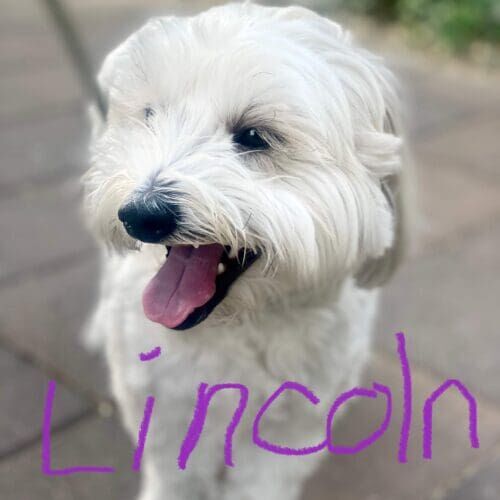 Dog named Lincoln participating in leash reactivity training in Scottsdale Arizona