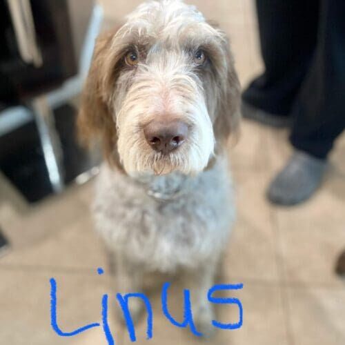Italian Spinone named Linus working on behavior modification training in Peoria Arizona