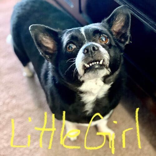 Small dog receiving 24-hour live-in pet sitting care in Glendale Arizona