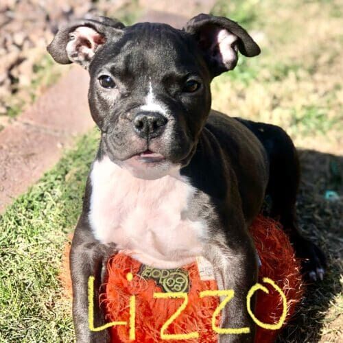Black and white pitbull puppy lizzo laying in top of a large fluffy dog toy and clearly enjoying her time at her new foster home.