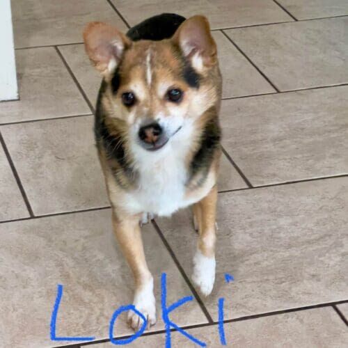 Fearful dog named Loki building confidence through positive reinforcement training in Glendale Arizona