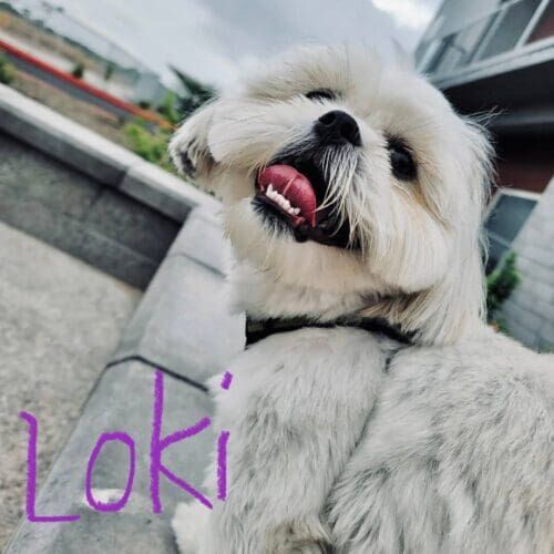 Dog named Loki receiving overnight in-home pet sitting care in Peoria Arizona