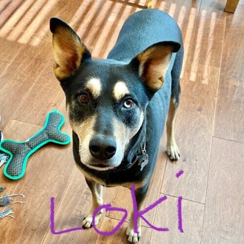 Dog named Loki receiving in-home pet sitting visits in Peoria Arizona