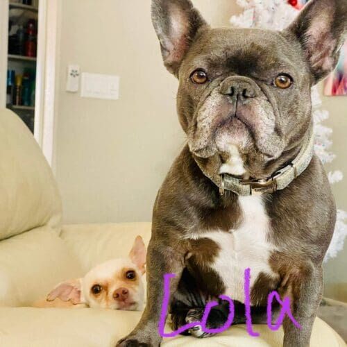 French bulldog named Lola staying during a boarding visit in Glendale Arizona
