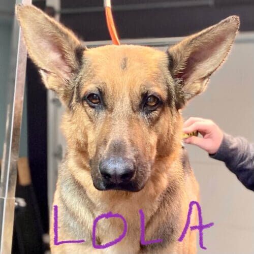 German Shepherd named Lola receiving deshedding and nail trimming during a grooming visit in Glendale Arizona.