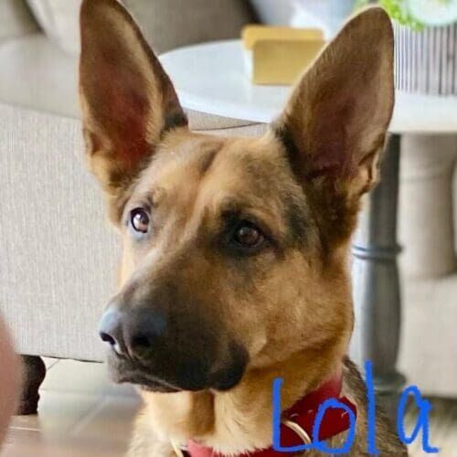 German shepherd named Lola receiving daily in-home pet sitting care during a family vacation in Glendale Arizona