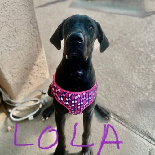 Great Dane puppy named Lola staying during a boarding visit in Glendale Arizona