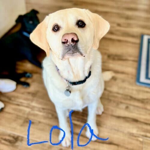 Labrador named Lola practicing obedience training at home in Peoria Arizona