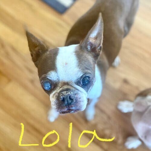Senior Boston terrier named Lola receiving in-home pet sitting care in Glendale Arizona
