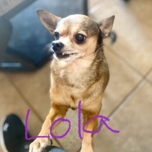Chihuahua named Lola receiving in-home pet sitting care in Phoenix Arizona
