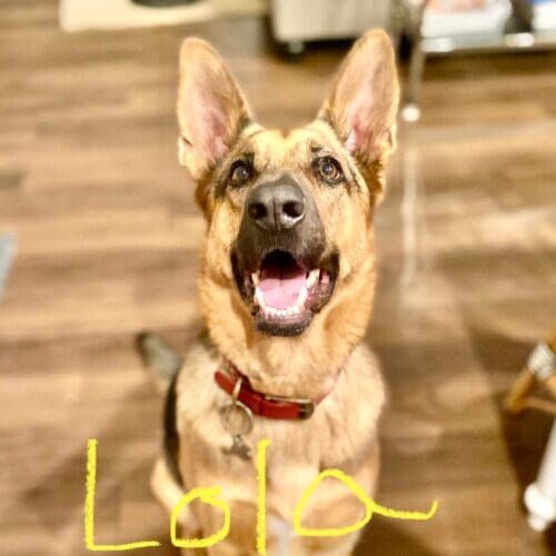 Rescue German shepherd named Lola working on leash reactivity training in Glendale Arizona