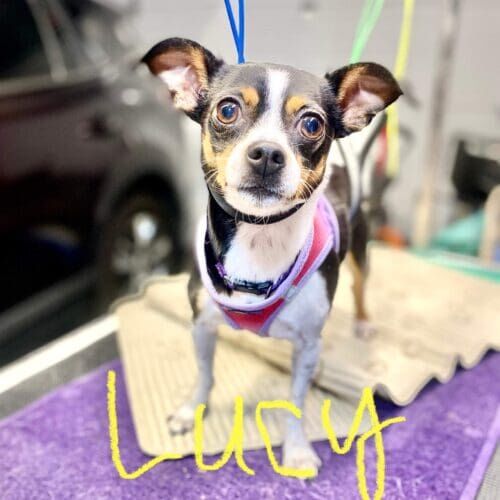 Chihuahua named Lucy receiving nail trimming during a grooming visit in Glendale Arizona.