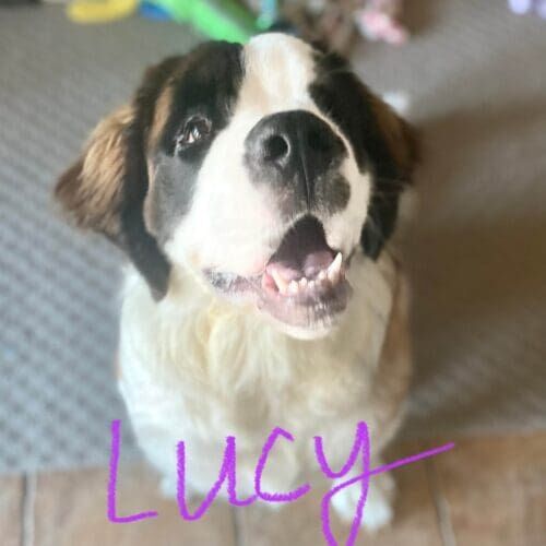 Saint Bernard puppy Lucy enrolled in positive puppy training early on to get better foundations and control over her before she reached adult size.