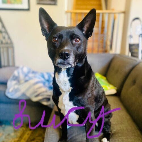 Dog named Lucy receiving at-home pet sitting care in Glendale Arizona