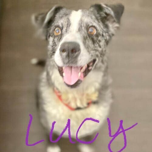 Senior mixed breed Lucy is feeling fresh after her positive and cageless dog washing and deshedding services in Glendale, AZ.