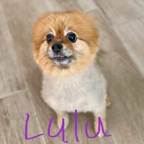 Pomeranian named Lulu receiving in-home pet sitting care in Phoenix Arizona