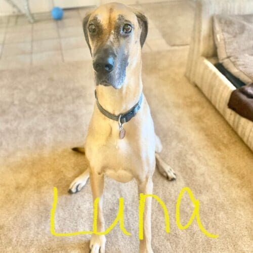 Great Dane named Luna receiving overnight in-home pet sitting care in Glendale Arizona