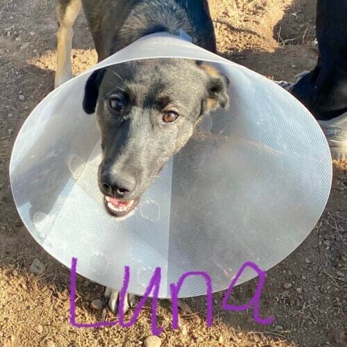 Dog named Luna receiving at-home pet care in Glendale Arizona