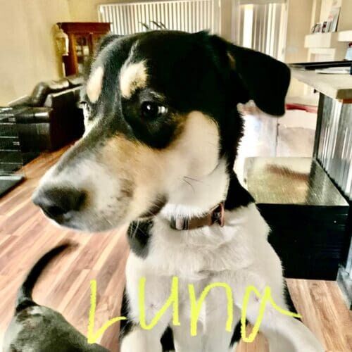 Mixed breed dog named Luna receiving daily at-home potty break visits in Glendale Arizona