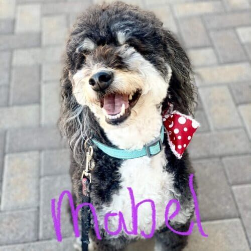 Dog named Mabel participating in leash reactivity training to improve calm behavior in Phoenix Arizona