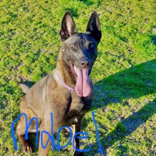 Belgian Malinois named Mable being transported using pet taxi service to or from the airport in Phoenix Arizona