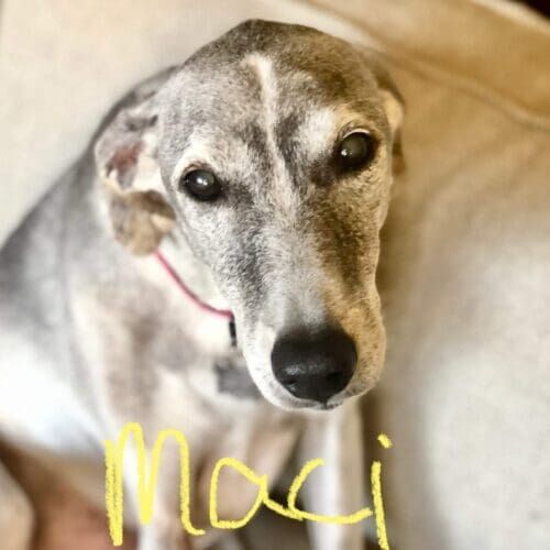 Senior dog named Maci receiving midday potty break visits during pet sitting care in Peoria Arizona