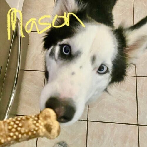 Husky malamute mix named Mason staying during a dog boarding visit in Glendale Arizona