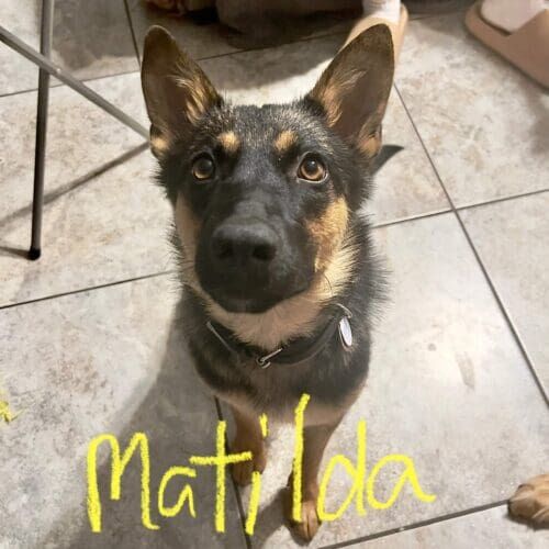 German shepherd puppy named Matilda working on leash reactivity and confidence building training in Peoria Arizona