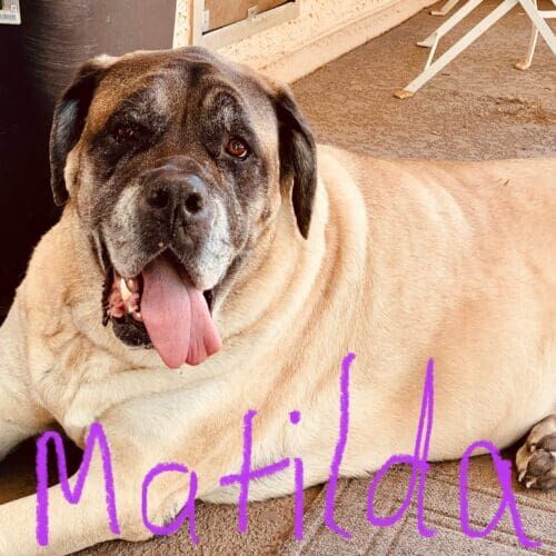 Mastiff named Matilda staying during a dog boarding visit in Glendale Arizona