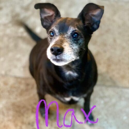 Chihuahua mix named Max receiving drop-in pet sitting visits in Glendale Arizona