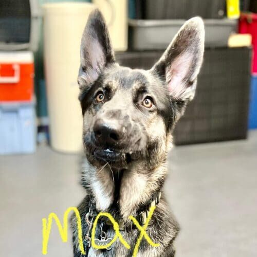 German Shepherd puppy Max gets his first positive dog wash and deshedding service in a positive way in Glendale, AZ.