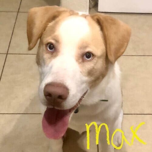Fawn and white Husky mix Max needed more intensive puppy day training in Glendale, AZ after his mom had a baby.