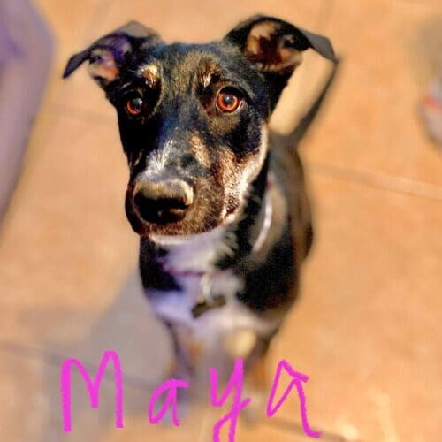 Dog named Maya participating in group dog training class in Peoria Arizona