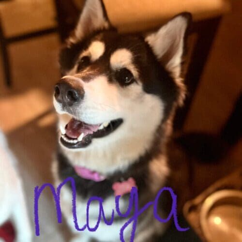 Husky named Maya working on leash manners and reducing reactivity in Peoria Arizona