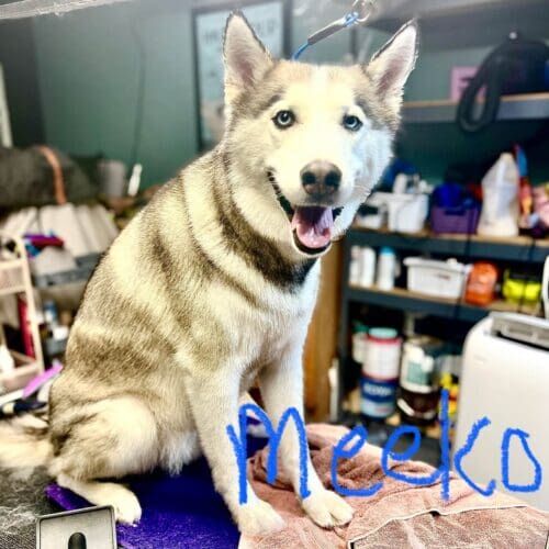 Husky named Meeko receiving a deshedding grooming service in Glendale Arizona.