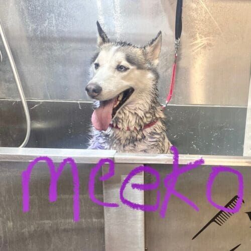 Husky named Meeko receiving a bath and regular grooming service in Glendale Arizona.