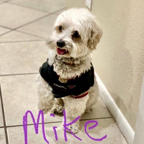 Dog named Moki participating in structured day training sessions in Peoria Arizona