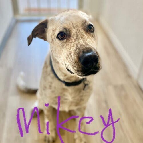Cattle dog named Mikey participating in behavior training to prepare for a new baby in Glendale Arizona