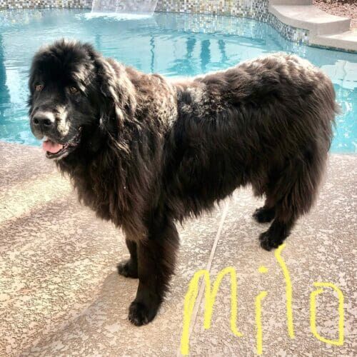 Newfoundland dog named Milo receiving in-home pet sitting care in Glendale Arizona