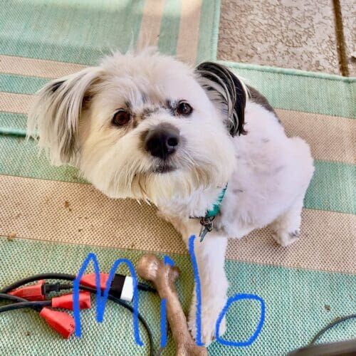 Tibetan terrier named Milo enjoying daily dog walking sessions in Glendale Arizona