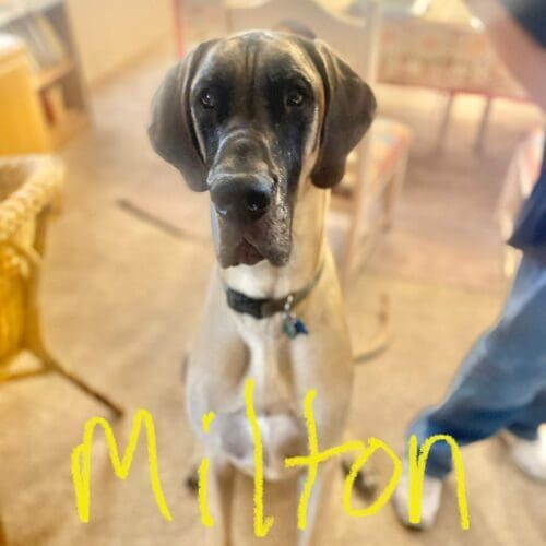 Great Dane named Milton receiving overnight in-home pet sitting care in Peoria Arizona