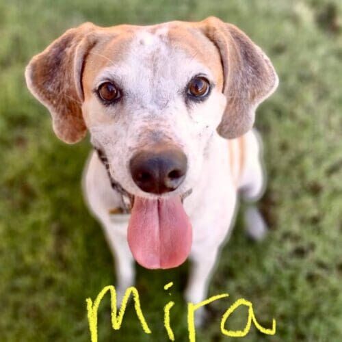 Rescue dog named Mira receiving in-home pet sitting visits in Phoenix Arizona