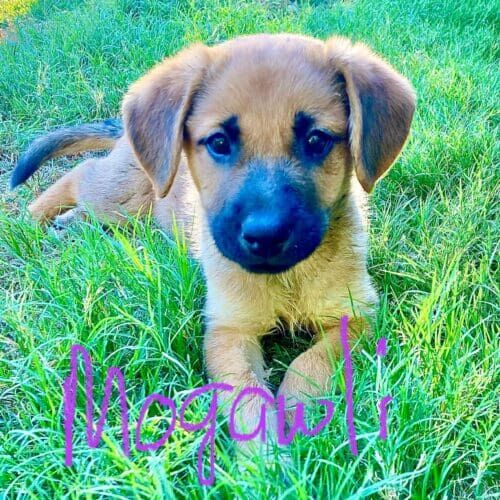 Shepherd mix foster puppy Mogawli got to experience a lot of firsts in his new foster home including the joys of lying in the grass.