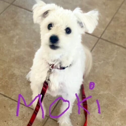 Dog named Moki participating in structured day training sessions in Peoria Arizona