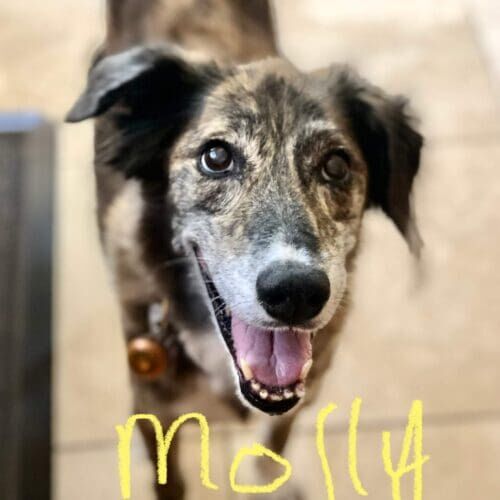Senior dog named Molly receiving professional in-home pet sitting care in Glendale Arizona