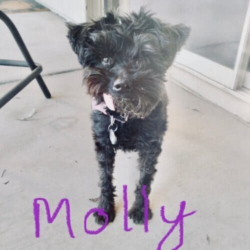 Senior dog named Molly receiving specialized in-home pet sitting care in Glendale Arizona