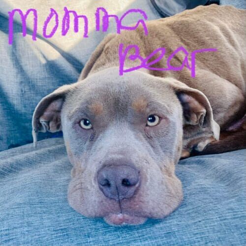 Grey pitbull, Momma Bear, was found wandering the streets and malnourished and was taken into foster care.