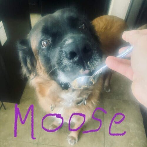 Mastiff named Moose receiving in-home pet sitting visits in Phoenix Arizona